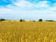 Russia-Ucraina: stop accordo sul grano, Putin dice no a rinnovo