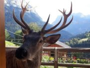 Ucciso da un cacciatore “Bambotto”, la mascotte di Pecol