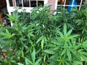 Milano, scoperta serra clandestina: arrestato 29enne