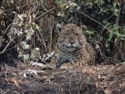 Amazzonia, possibili piogge intense nei prossimi giorni