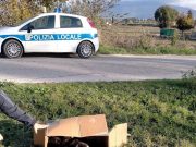 Bevagna, la polizia locale salva 17 cuccioli di cane