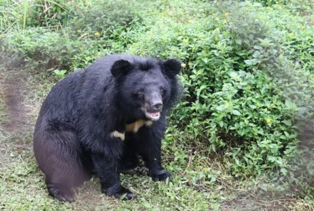 Foto Vietnam orsi