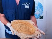 Argentina, recuperata una margherita di 47 milioni di anni
