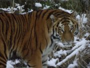 Russia, uomo ucciso da una tigre