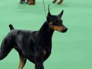Dumenza, bimbo di 3 anni azzannato dal dobermann di famiglia