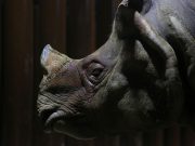 Sudafrica, arrestato uomo americano dopo la scoperta di 26 carcasse di rinoceronte