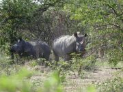 Kenya, il governo cerca di salvare 21 rinoceronti neri