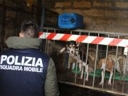 Niscemi, trovati dodici cani malnutriti per allenarli a caccia