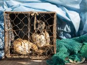 Corea del Sud, messa al bando la carne di cane