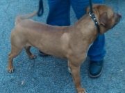 Venezia, pitbull in “gita” nel treno