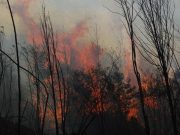 Vietnam, incendio distrugge 10 ettari di foresta