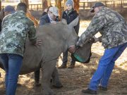 Sudafrica, prosegue il bracconaggio di rinoceronti