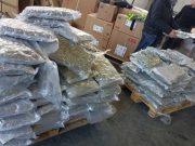 Livorno, scoperto carico di 130kg di marijuana