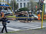 Roma, un albero cade su due auto: ferito un uomo
