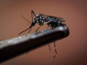 Brasile, 1,5 milioni di casi di dengue