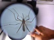 Brasile, superati 3 milioni di casi di dengue