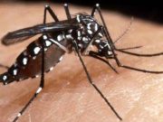 Terni, nuovo caso di dengue