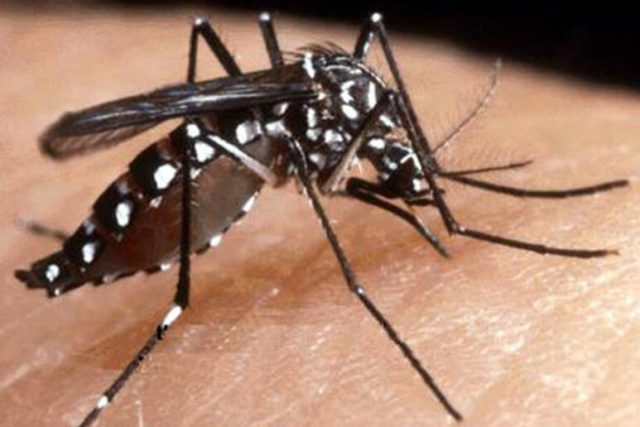 Foto dengue
