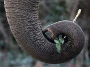 Zambia, donna americana uccisa da un elefante