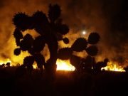 Messico, vasto incendio nello stato di Oaxaca