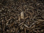 Vietnam, migliaia di pesci morti per il caldo