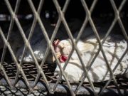 Messico, uomo muore di influenza aviaria