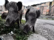 Roma, motociclista muore dopo uno scontro con un cinghiale