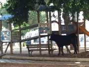 Vicenza, catturato il toro che scorrazzava per la città