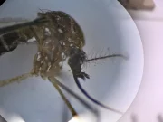 Brasile, due vittime per la febbre Oropouche nello stato di Bahia