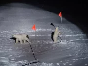 Groenlandia, ricercatore tedesco attaccato da un orso polare