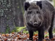 Emergenza cinghiali in Molise, la Coldiretti scende in piazza