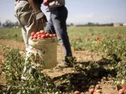 Calderone: “Riscontrate irregolarità nel 66% di aziende agricole”