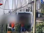 Reggino, 11 arresti per la realizzazione di piantagioni di cannabis