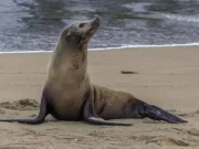 Ragazzino veneto morso da una foca in Sudafrica