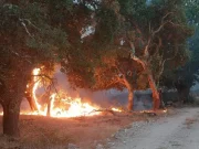 Sardegna, un vasto incendio minaccia alcune abitazioni nel Nuorese