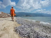 Grecia, tonnellate di pesci morti nel porto di Volos