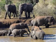 Namibia, il governo vuole abbattere 700 animali selvatici