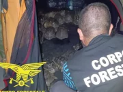 San Teodoro, trovate 54 tartarughe all’interno della tenda di un campeggio