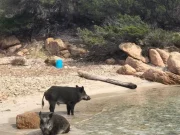 Isola di Spargi, bambino morso da un cinghiale