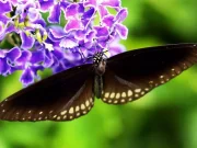 Rubano farfalle in Sri Lanka, arrestati due cittadini modenesi