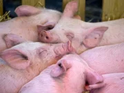 Peste suina, alcuni comuni del milanese inseriti in zona di sorveglianza