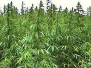 Cannabis light, la sentenza del Tar annulla il decreto “anti-Cbd”