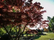 Torino, 27enne denuncia violenza di gruppo