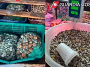 Sequestrate due tonnellate di prodotti ittici