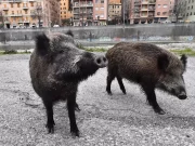 Cetraro, morto 64enne aggredito da un cinghiale