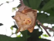 Singapore, identificato raro pipistrello in via di estinzione
