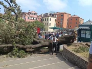 Venezia, cade un albero: dieci feriti, di cui uno grave