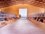 Dermatite bovina, due casi accertati tra Sardegna e Lombardia