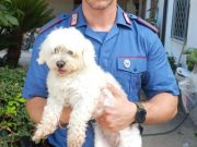 Varcaturo, cane rapito: arrestato un 16enne per tentata estorsione