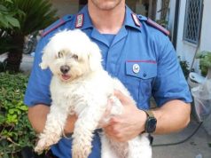 Varcaturo, cane rapito: arrestato un 16enne per tentata estorsione